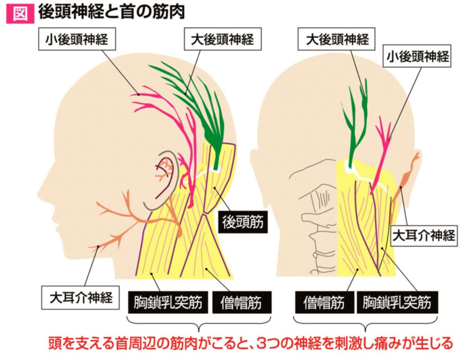 頭痛・寝違え・神経痛に速効！柳原ＤＣ頭頸部調整テクニック mqdefault.jpg